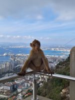 Gibraltar: Berberaffen