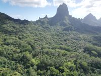 Inselrundfahrt mit den Jeeps auf Moorea - Belvedere Aussichtspunkt