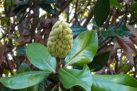 Tag 2 03.10.2023 Nizza, Kloster Cimiez, Glanzmagnolie