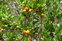 Tag 3 04.10.2023 Èze village, Kakteengarten