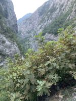 Moraca - Schlucht
