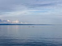 10. Reisetag – Ausflug nach Tadoussac – Walbeobachtung auf dem Sankt-Lorenz-Strom – Buckelwale