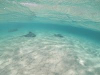 Die Lagune von Moorea - Schnorchelstopp