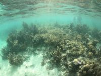 Die Lagune von Moorea - Schnorchelstopp