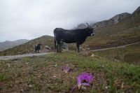 Quitameriendas mit Tudanca