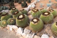 Schwiegermütterversammlung