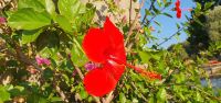 Cilento, Hibiscusblüte