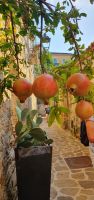 Cilento, Pollica, Granatäpfel