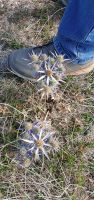 Wanderung Monte Stella, Amethyst-Mannstreu an einem Männerschuh