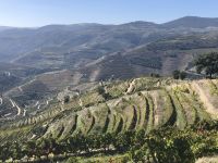 Weinterrassen im Vale de Mendiz