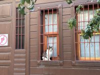 Istanbul - Stadt der Katzen