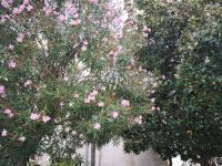 Blumen zum Abschied?