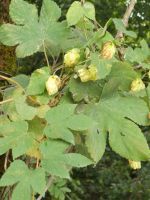 Auch Wildhopfen ist sehr gesund