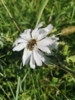 Eine fleißige Biene 