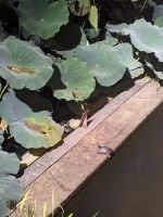 51. Abendspaziergang Ueno