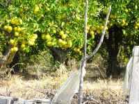 Mandarinenplantage