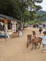 205. Insel Miyajima