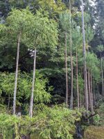236. Ryoanji-Tempel Kyoto