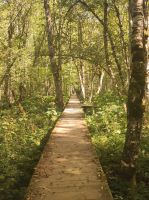 Wanderweg im Biogradska National Park