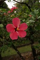 Hibiskus