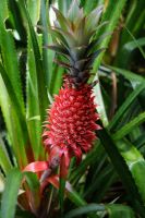 Wilde Ananas