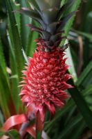 Wilde Ananas