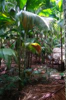 Vallee de Mai