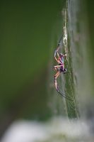 Spinne im Vallee de Mer