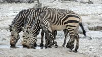 Namibia - Etosha Nationalpark