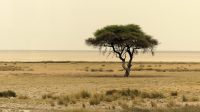 Namibia - Etosha Nationalpark - DAS Fotomotiv