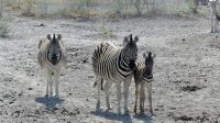 Namibia - Etosha Nationalpark