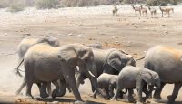 Namibia - Etosha Nationalpark - Sprint zum Wasserloch