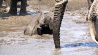 Namibia - Etosha Nationalpark - Elefanten Bad