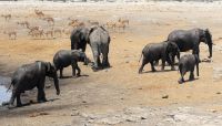 Namibia - Etosha Nationalpark - geordneter Rückzug