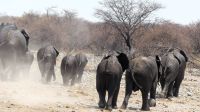 Namibia - Etosha Nationalpark - geordneter Rückzug