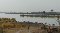 Namibia - am Okavango