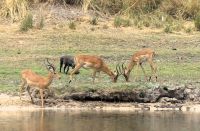 Namibia - Impala-Böcke beim Revierkampf