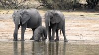 Namibia - Bootsfahrt auf dem Okavango