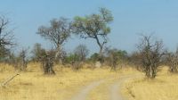 Namibia - Pirschfahrt im Mudumu Nationalpark