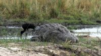 Namibia - Bootsfahrt auf dem Kwando - Krokodil und Klaffschnabel