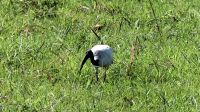 Botswana - Chobe Nationalpark - Heiliger Ibis