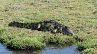 Botswana - Bootsfahrt auf dem Chobe
