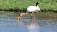 Botswana - Bootsfahrt auf dem Chobe - Nimmersatt