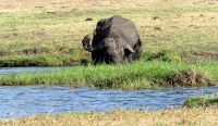 Botswana - Bootsfahrt auf dem Chobe