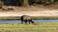 Botswana - Bootsfahrt auf dem Chobe