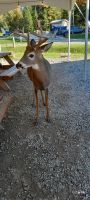 Omega Park Wildgehege