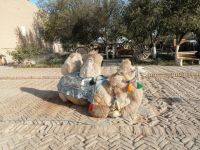 Kamel als Fotomotiv, Chiwa