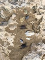 IMG 2606, Utes gesammelte Schätze