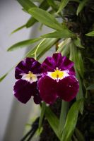 008 – Singapur, Orchideengarten