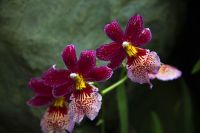 009 – Singapur, Orchideengarten